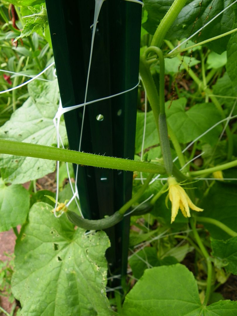  photo cukecamilla2_zps8d3cb2f3.jpg